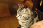 2006.03.29 785 お散歩写真アルバム 2006.03.29 家