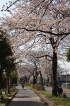 2006.04.01 282 お散歩写真アルバム 2006.04.01 BSC写真部 水元公園