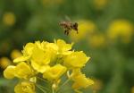 1.2006.04.22 121B 800 お散歩写真アルバム 2006.04.22-23 大船・二俣川