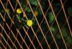 2006.05.06 8758 800 お散歩写真アルバム 2006.05.06 近所