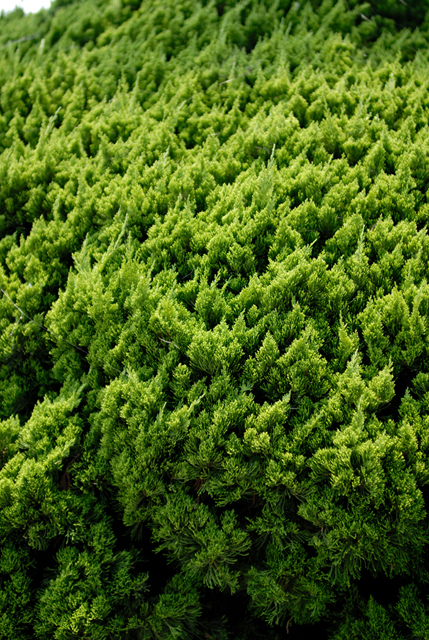 Uʐ^Ao f-2006.08.13-200_0739.jpg 2006.08.13<BR>l