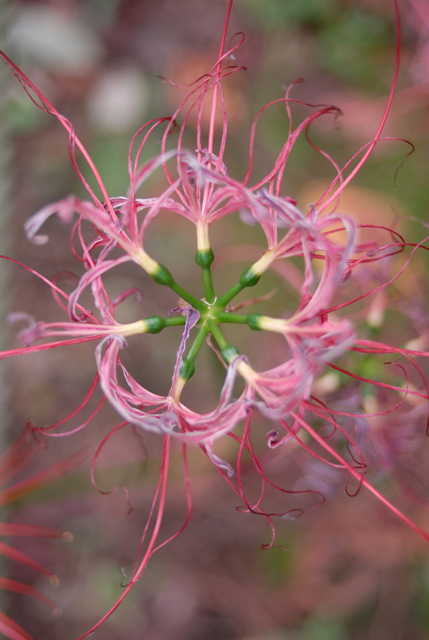 Uʐ^Ao f-2006.09.30-200_1620.jpg 2006.09.30<BR>D