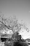2006.11.12 R0010551 お散歩写真アルバム 2006.11.12 近所