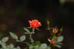 02006.11.23 200_5032 お散歩写真アルバム 2006.11.23 家