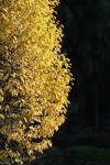 00061125 125714730 NIKON_D200 お散歩写真アルバム 2006.11.25 近所