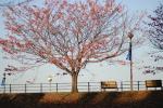 2006.12.04 200_6443 お散歩写真アルバム 2006.12.04 新横浜