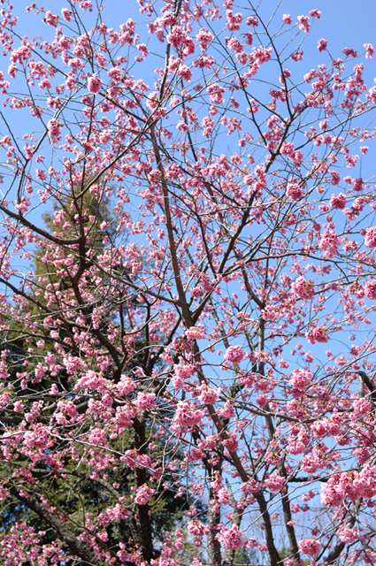 Uʐ^Ao f-2007.03.18-13.jpg 2007.03.18<BR>D