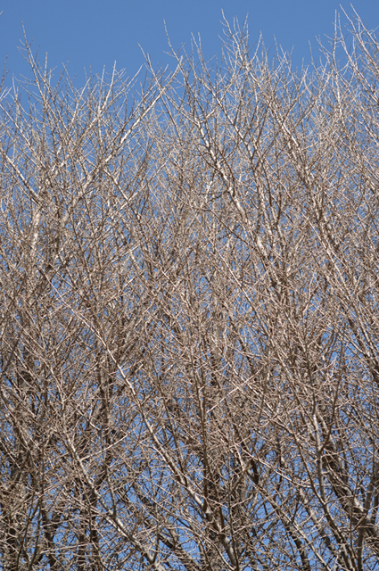 Uʐ^Ao f-2007.03.18-15.jpg 2007.03.18<BR>D