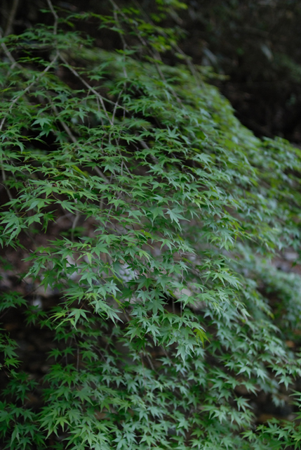 Uʐ^Ao f-2007.05.19-20-0005.jpg 2007.05.19-20<BR>u