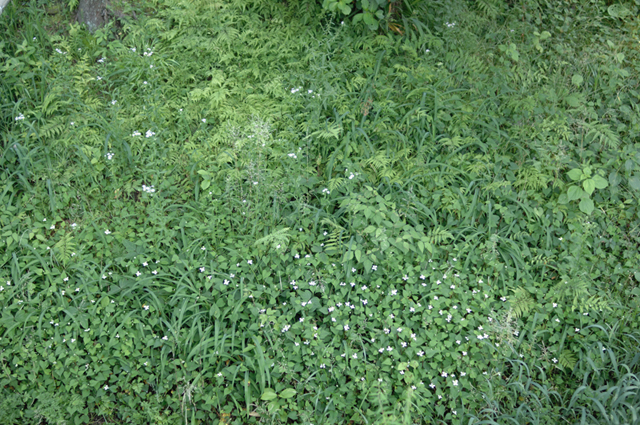 Uʐ^Ao f-2007.06.03-0017.jpg 2007.06.03<BR>q