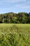 2007.06.16 0001 お散歩写真アルバム 2007.06.16 山梨・長野