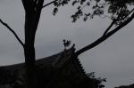 2007.07.01 0001 お散歩写真アルバム 2007.07.01 宇治