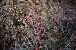 2007.12.24 1001 お散歩写真アルバム 2007.12.24 大船 D3 AF50mmF1.4D