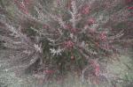 Uʐ^Ao 2008.02.16 17 1025 2008.02.16-17 ޗ D3 AF28-70mmF2.8G