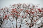 2008.04.05 06 1005 お散歩写真アルバム 2008.04.05-06 家・近所・鎌倉 D3 AF35mmF2D