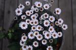 2008.04.19Ie F2 RDPIII 001 お散歩写真アルバム 2008.04.19 家 F2 RDPV