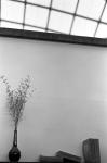 2008.05.17F2 1001 お散歩写真アルバム 2008.05.17 所沢 F2 400TX D76 1:1