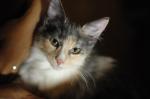 2008.07.21 D3 2001 お散歩写真アルバム 2008.07.21 家 D3 AF50/1.4D