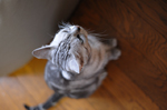 2008.08.23 24 D3 1001 お散歩写真アルバム 2008.08.23-24 家 D3 AF50/1.4D