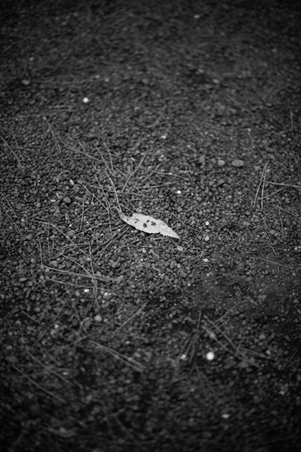 Uʐ^Ao f-2009.01.15-D3-006.jpg 2009.02.15<BR>Ok<BR>D3 AF50/1.4D