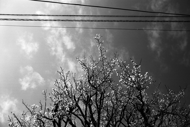 Uʐ^Ao f-2010.02.14Yokohama-IIIf-Summaron35mmF3.5-Y2-ACROS100-017.jpg 2010.02.14<BR>l<BR>Vf Summaron35/3.5<BR>Y2 ACROS100 D76 1:1