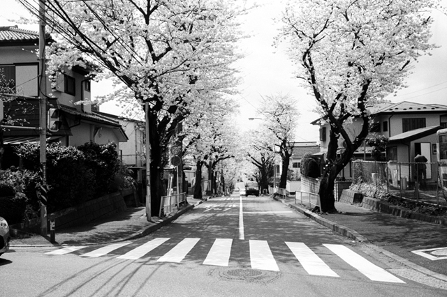 Uʐ^Ao f-2010.04.03Nishiya-Ikon-Summicron35mmF2-Y2-400TX-018.jpg 2010.03.27-04.04<BR>lE{<BR>IKON Summicron35/2<BR>Y2 400TX D76 1:1