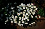 2011.04.29Ie Ikon NOKTON35mmF1.2 E100VS 001 お散歩写真アルバム 2011.04.29 家 IKON NOKTON35/1.2 E100VS