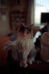 2011.04.29Ie Ikon NOKTON35mmF1.2 EKTAR100 001 お散歩写真アルバム 2011.04.29 家 IKON NOKTON35/1.2 Ektar100