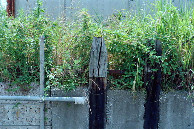 Uʐ^Ao f-2013.06.09Yokohama-IIIf-Elmar50mmF3.5-Ektar100-033.jpg 2013.06.09<BR>ߏEl-q<BR>Vf Elmar50/3.5<BR>Ektar100