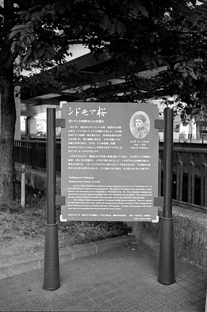 Uʐ^Ao f-2013.07.13Yokohama-IKON-Y2-Summaron35mmF3.5-400TX-006.jpg 2013.07.13<BR>l<BR>IKON Y2 Summaron35/3.5<BR>400TX D76 1:1