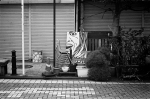 2013.12.08Yokosuka Shioiri M4 Summilux50mmF1.4 400TX 01 お散歩写真アルバム 2013.12.08 横須賀 汐入 M4 Summilux50mmF1.4 400TX D76 1:1