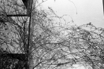 2014.03.09Tokyo M3 Summicron50mmF2 400TX D76 undiluted 01 お散歩写真アルバム 2014.03.09 東京 M3 Summicron50mmF2 400TX D76 undiluted