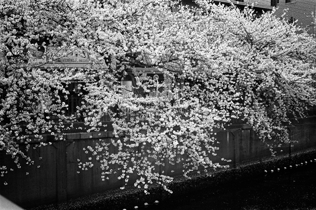 Uʐ^Ao f-2014.04.05Yokohama-M3-Summicron50mmF2Rigidlate-400TX-D76-undiluted-10.jpg 2014.04.05<BR>l<BR>M3 Summicron50mmF2Rigid-late<BR>400TX D76 undiluted