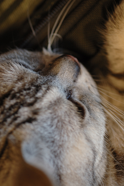 ���U���ʐ^�A���o�� f-2006.07.14-DSC_2677.jpg 2006.07.14<BR>��