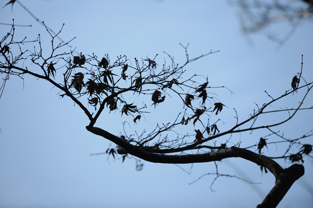 ���U���ʐ^�A���o�� f-2008.02.11-1013.jpg 2008.02.11<BR>�{�q<BR>D3 AF70-200mmF2.8G