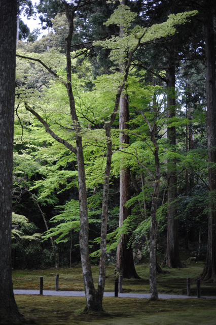 ���U���ʐ^�A���o�� f-2008.04.30-05.21D-1036.jpg 2008.04.30-05.21<BR>���s<BR>D3 AF50mmF1.4D