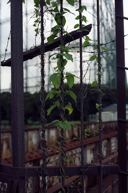���U���ʐ^�A���o�� f-2009.08.08Yokohama-IIIf-Summicron50mmF2-EKTAR100-111.jpg 2009.08.08<BR>���l<BR>�Vf Summicron50/2<BR>Ektar100