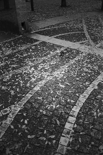 ���U���ʐ^�A���o�� f-2009.11.08Yokohama-IIIf-Summicron35mmF2-ACROS100-301.jpg 2009.11.08<BR>���l<BR>�Vf Summicron35/2<BR>ACROS100 D76 1:1