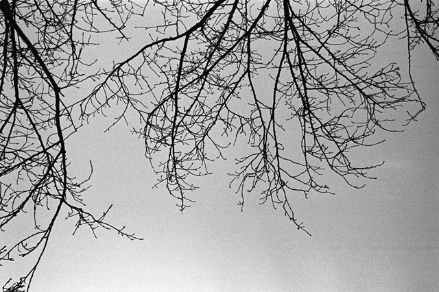 ���U���ʐ^�A���o�� f-2010.01.09-23Yokohama-IIIf-Summicron35mmF2ASPH-Y2-PRESTO400-ACROS100-012.jpg 2010.01.09-23<BR>���l<BR>�Vf Summicron35/2ASPH<BR>Y2 PRESTO400 ACROS100