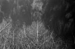 ���U���ʐ^�A���o�� 2010.01.09 23Yokohama IIIf Summicron35mmF2ASPH Y2 PRESTO400 ACROS100 033 2010.01.09-23 ���l �Vf Summicron35/2ASPH Y2 PRESTO400 ACROS100