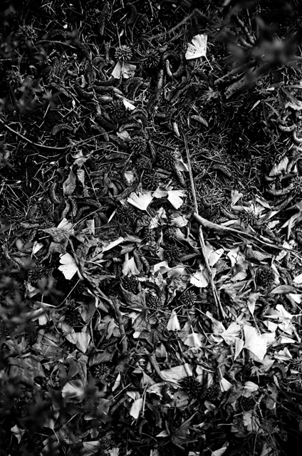���U���ʐ^�A���o�� f-2010.02.14Yokohama-IIIf-Summaron35mmF3.5-Y2-ACROS100-033.jpg 2010.02.14<BR>���l<BR>�Vf Summaron35/3.5<BR>Y2 ACROS100 D76 1:1
