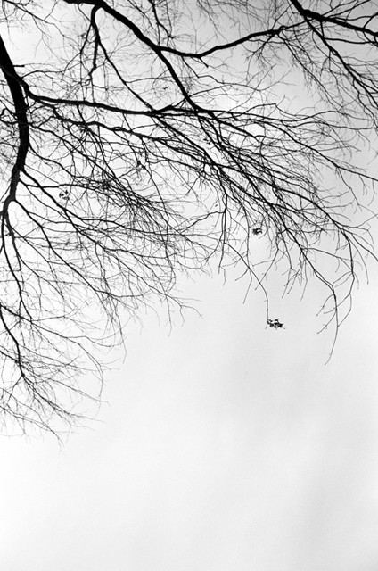 ���U���ʐ^�A���o�� f-2010.02.14Yokohama-IIIf-Summaron35mmF3.5-Y2-ACROS100-035.jpg 2010.02.14<BR>���l<BR>�Vf Summaron35/3.5<BR>Y2 ACROS100 D76 1:1