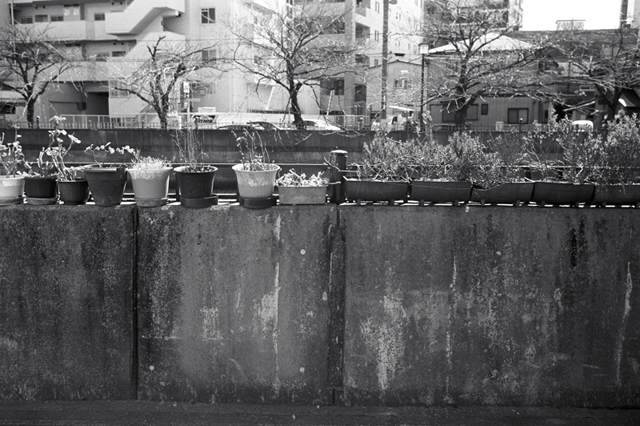 ���U���ʐ^�A���o�� f-2010.03.14Yokohama-IIIf-Summicron35mmF2-ACROS100-008.jpg 2010.03.14-22<BR>���l�E�H�c<BR>�Vf Summicron35/2<BR>ACROS100 D76 1:1