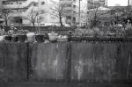 ���U���ʐ^�A���o�� 2010.03.14Yokohama IIIf Summicron35mmF2 ACROS100 008 2010.03.14-22 ���l�E�H�c �Vf Summicron35/2 ACROS100 D76 1:1