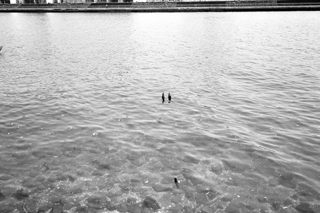 ���U���ʐ^�A���o�� f-2010.04.25Tsurumi-Namamugi-Ikon-Biogon35mmF2.8-ACROS100-043.jpg 2010.04.25<BR>�ߌ��E����<BR>IKON Biogon35/2.8<BR>ACROS100 D76 1:1