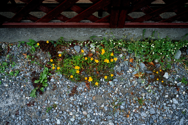 ���U���ʐ^�A���o�� f-2011.04.29Ie-Ikon-NOKTON35mmF1.2-E100VS-003.jpg 2011.04.29<BR>��<BR>IKON NOKTON35/1.2<BR>E100VS