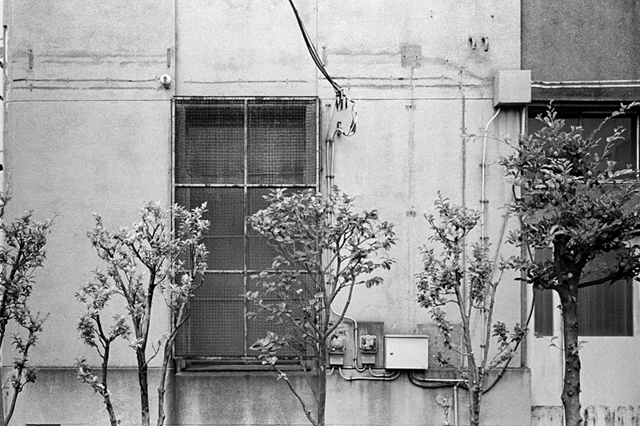 ���U���ʐ^�A���o�� f-2013.07.13Yokohama-IKON-Y2-Summaron35mmF3.5-400TX-034.jpg 2013.07.13<BR>���l<BR>IKON Y2 Summaron35/3.5<BR>400TX D76 1:1