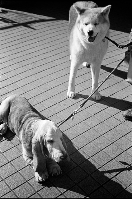 ���U���ʐ^�A���o�� f-2014.01.02Yokhama-F2-Ai50mmF1.8S-400TX-38.jpg 2014.01.02<BR>F2 Ai50mmF1.8S<BR>400TX D76 1:1
