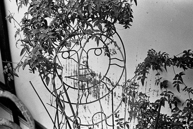 ���U���ʐ^�A���o�� f-2014.01.02Yokhama-F2-Ai50mmF1.8S-400TX-43.jpg 2014.01.02<BR>F2 Ai50mmF1.8S<BR>400TX D76 1:1
