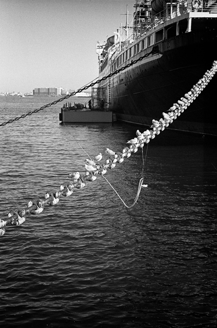 ���U���ʐ^�A���o�� f-2014.01.11Yokohama-M4-Summilux50mmF1.4-400TX-D76-058.jpg 2014.01.11<BR>���l<BR>M4 Summilux50mmF1.4<BR>400TX D76 1:1